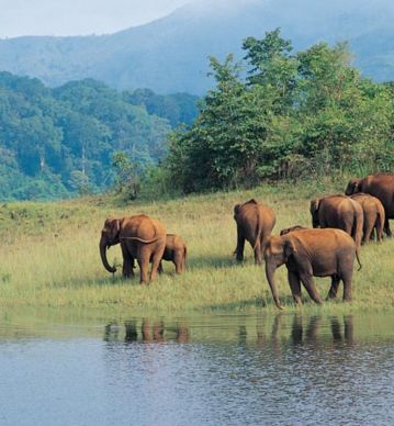  Wildlife-Eco Tours Odisha 