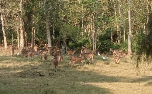 20 bhitarkanika deer and wildife tour