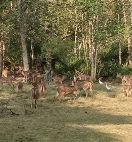 20 bhitarkanika deer and wildife tour