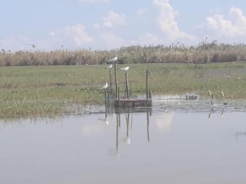 6 chilika lake trip odisha (3)
