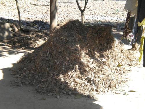 TURMERIC COLLECTION IN TRIBAL VILLAGE
