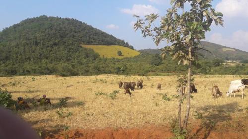 VIEW OF TRIBAL AREA