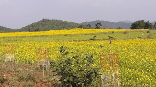 VIEW ON THE WAY TO KORAPUR